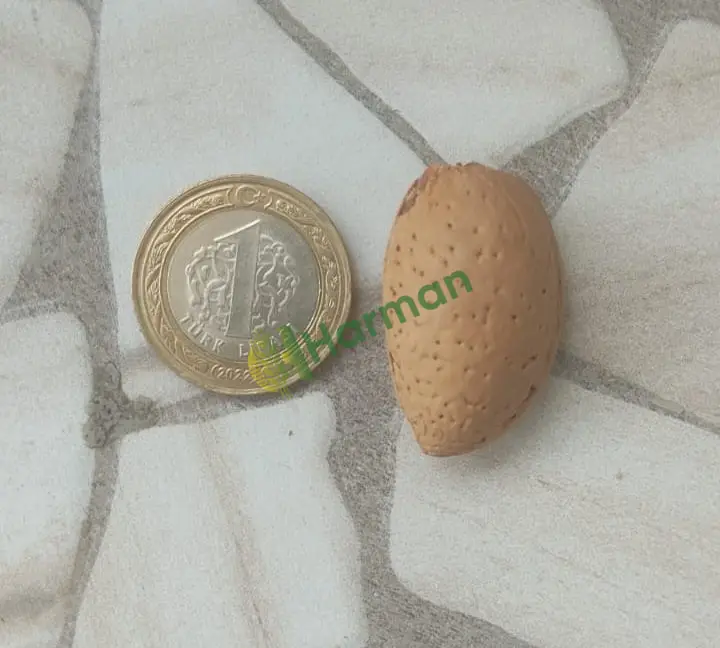 Toptan kabuklu badem
