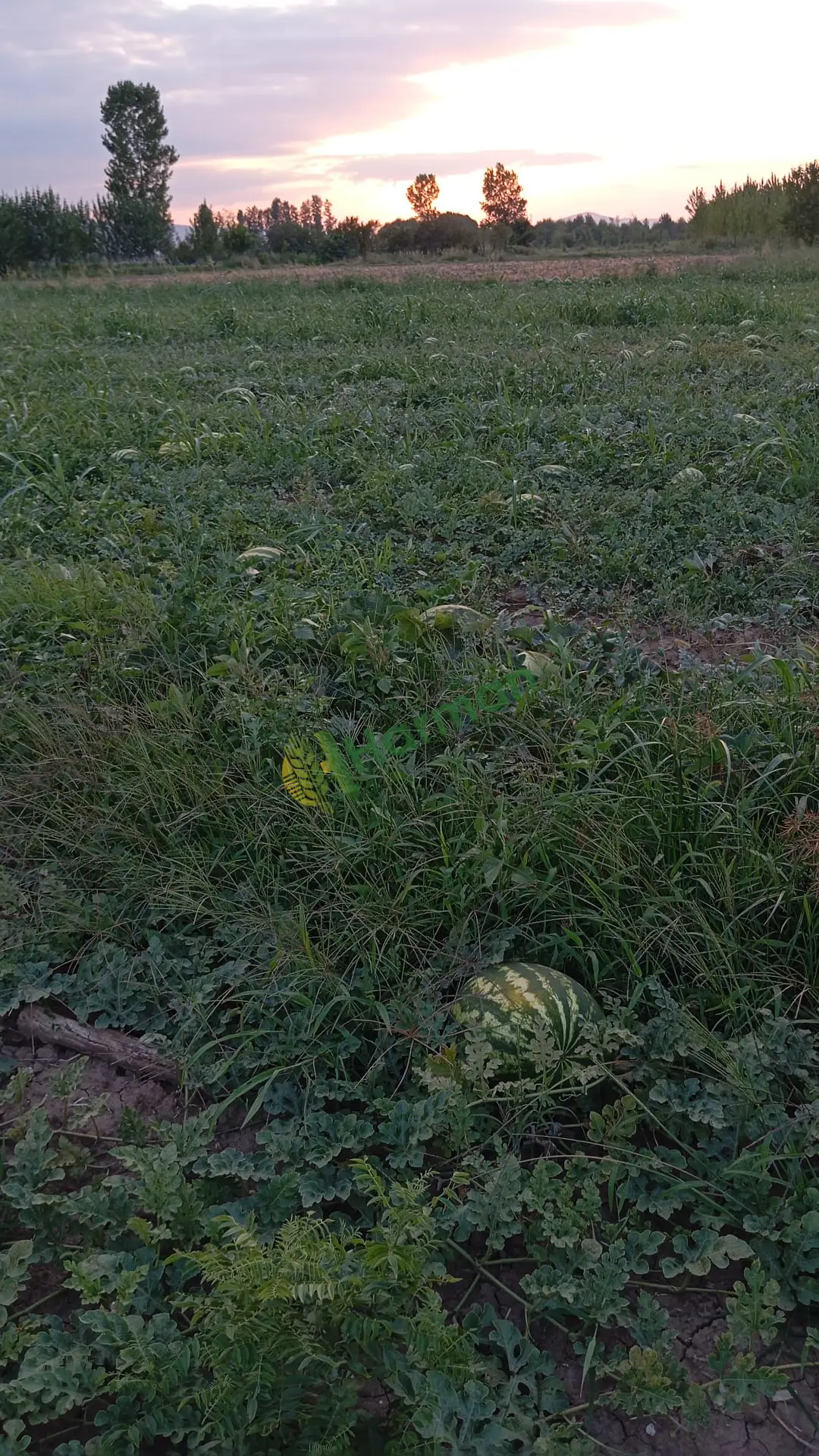 Toptan karpuz