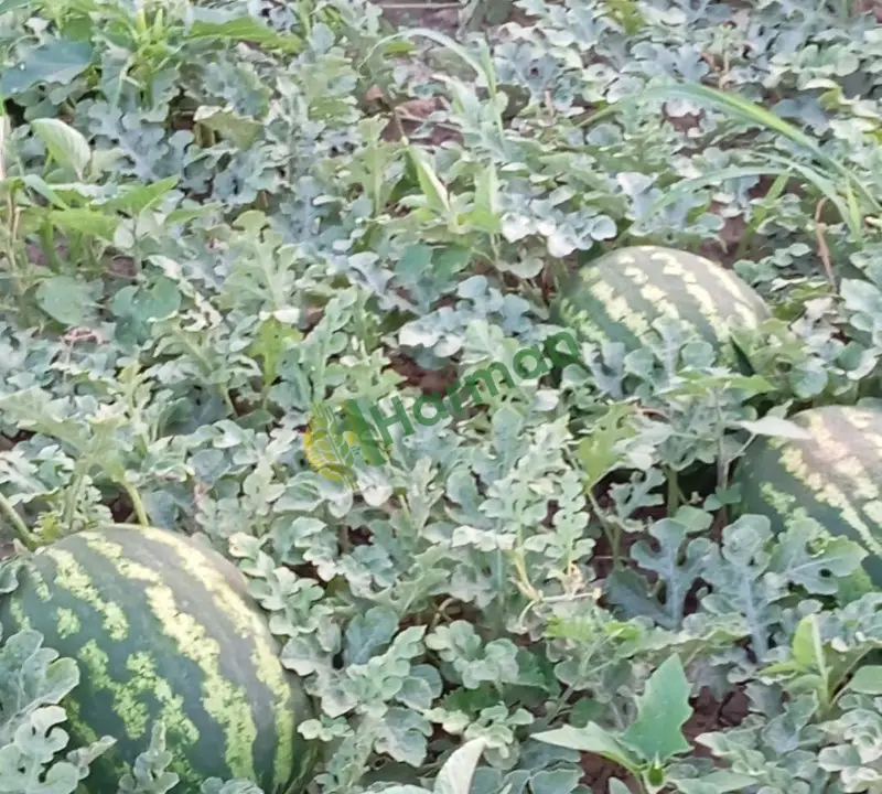 Toptan karpuz