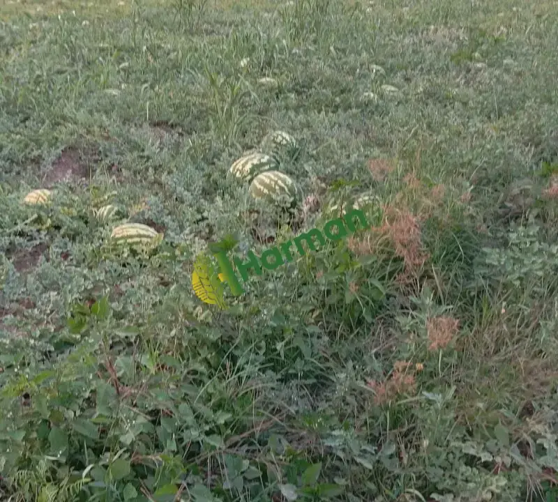 Toptan karpuz