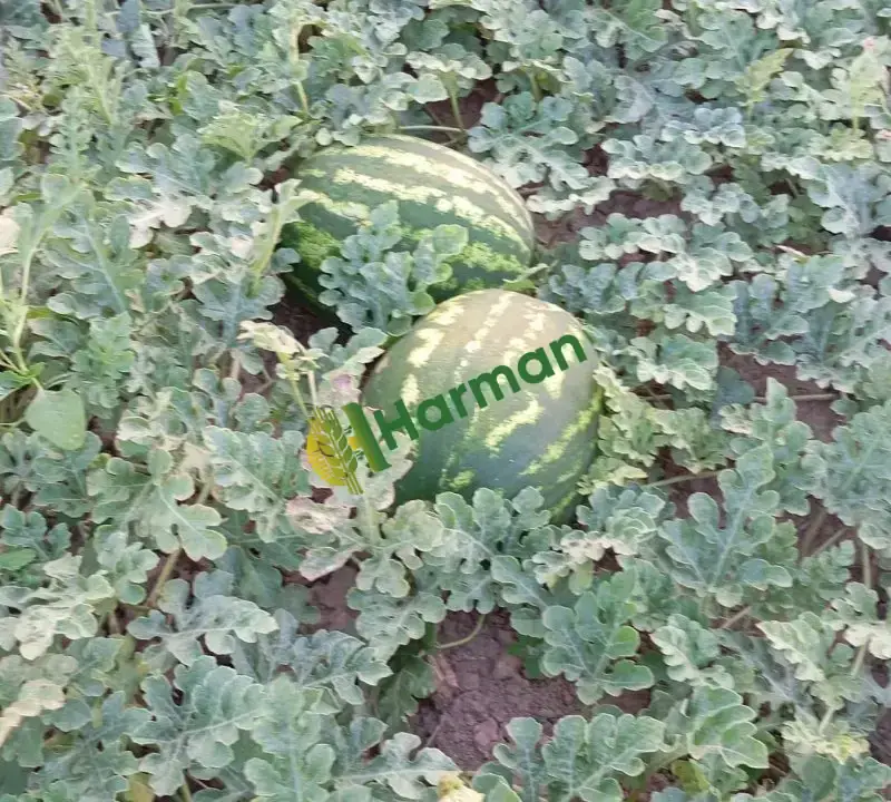Toptan karpuz