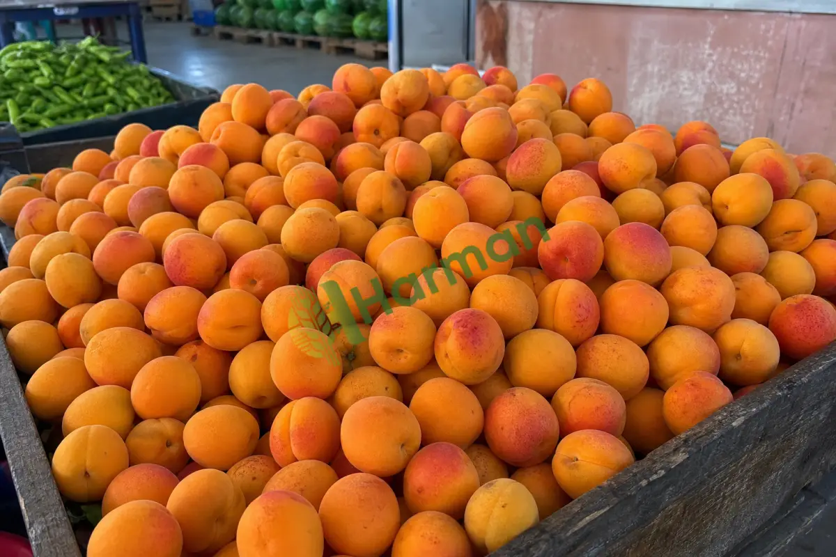 Toptan kayısı