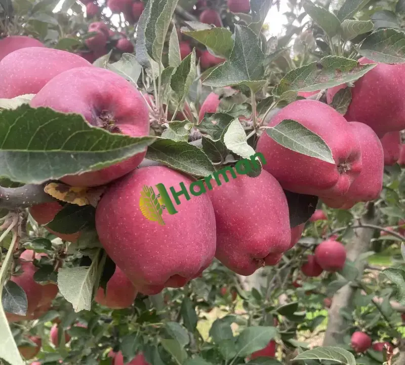 Toptan Satılık Yerli Üretim Elma