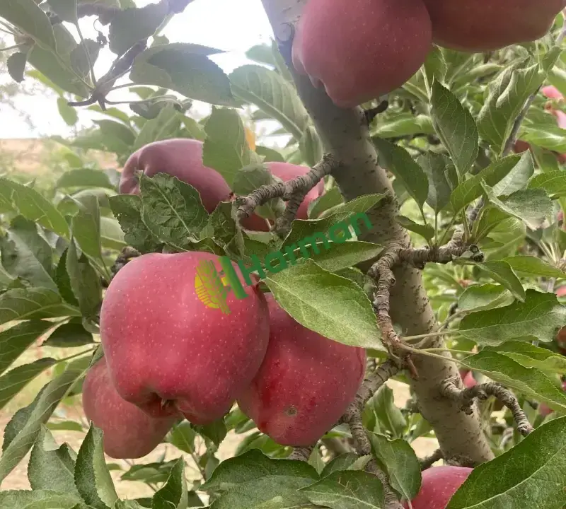 Toptan Satılık Yerli Üretim Elma