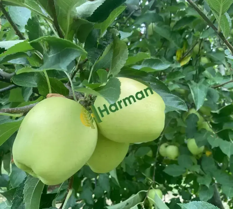 Toptan Satılık Yerli Üretim Elma