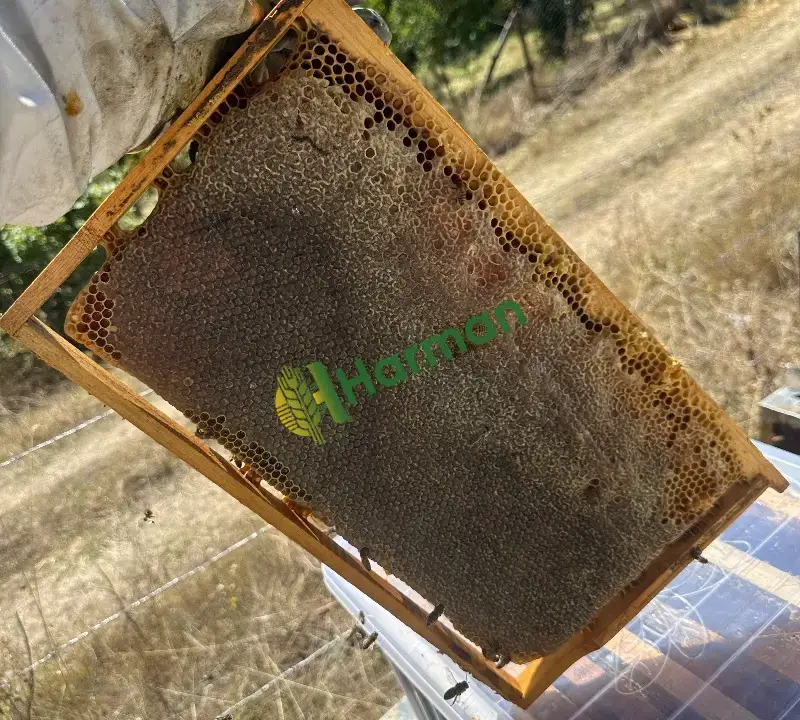 TOPTAN Yayla Balı Petek Bal