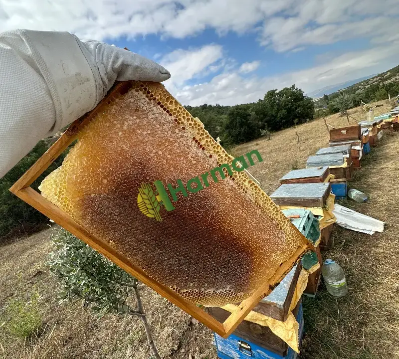 TOPTAN Yayla Balı Petek Bal