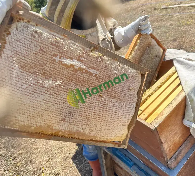 TOPTAN Yayla Balı Petek Bal
