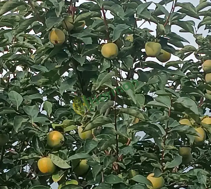 Trabzon hurması