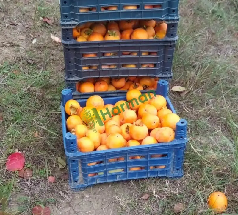 Trabzon Hurması Satılıktır