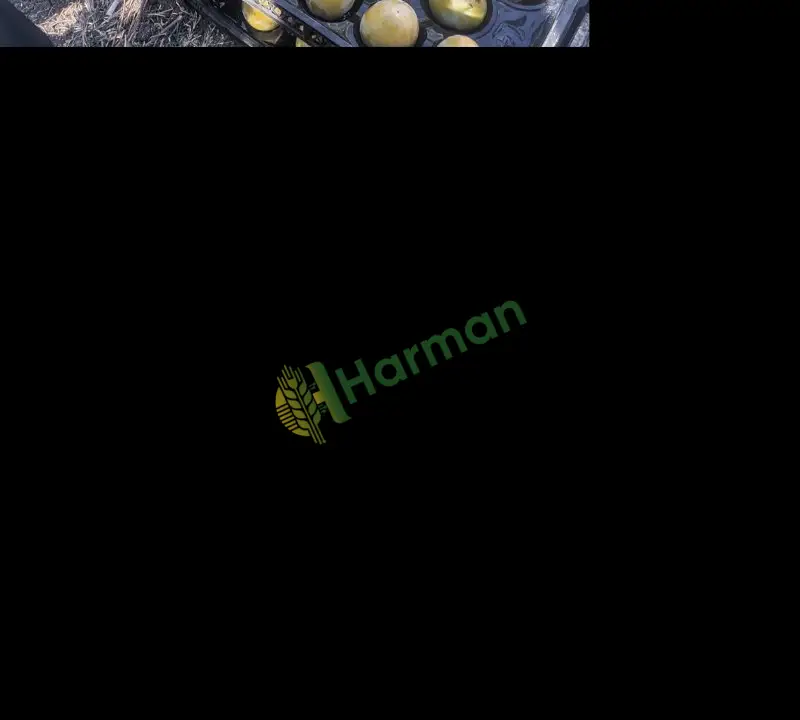 Trabzon Hurması Satılıktır