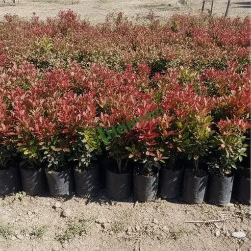 Trabzon Arsin'de photinia fidanı satılık