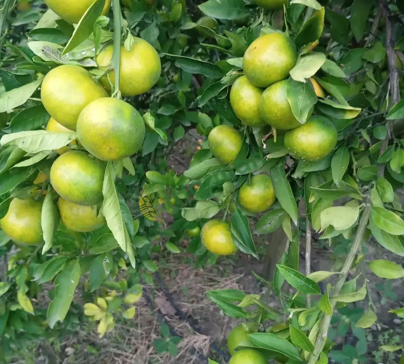 Transit üstü mandalina verilir