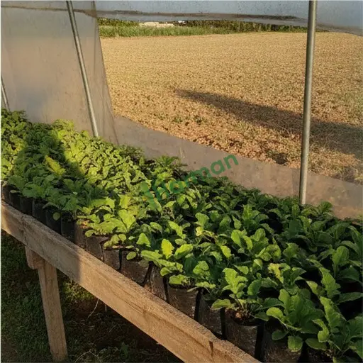 Aranan Gerbera Fidesi, 1112 Adet, Tunceli Çemişgezek