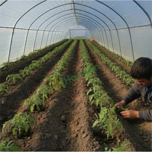 Tunceli Merkez'de sera elemanı lazım