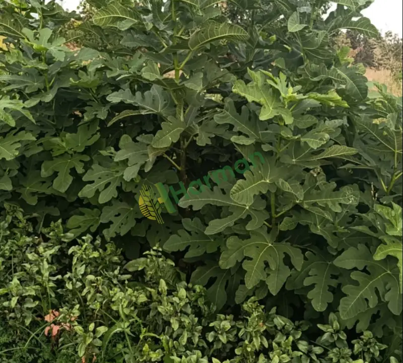 Tüplü incir fidanı