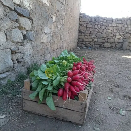 Yozgat Aydıncık turp alınır