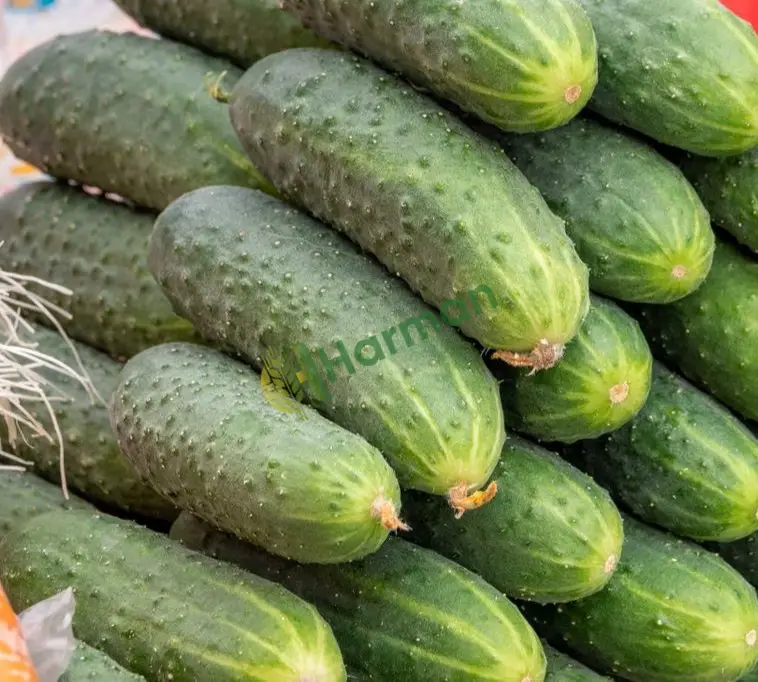Turşu fabrikamıza tır bazında kornişon salata - Mersin Bozyazı