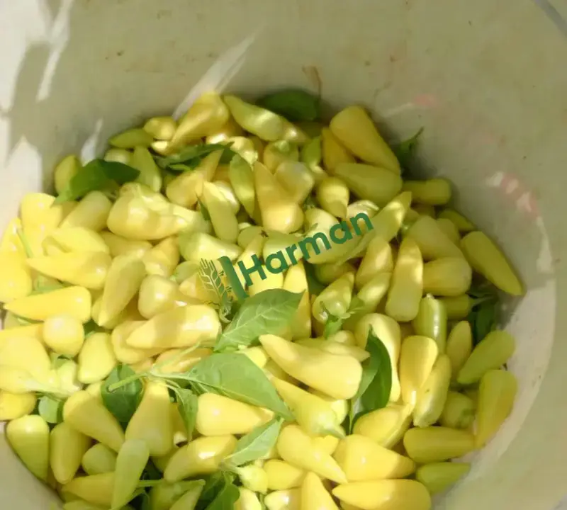 Biber Acı hal fiyatı