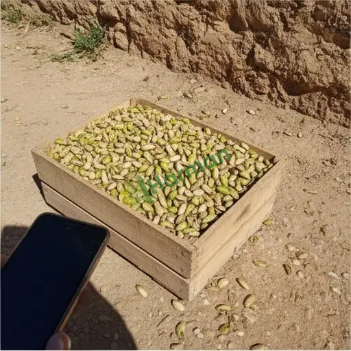 Ardahan Damal'da fıstık alıcısıyım