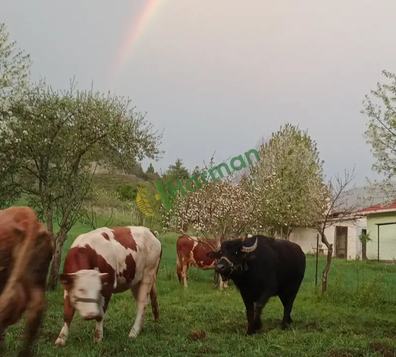 Üç yaşında dişi tohumluk A kalite Anadolu mandası