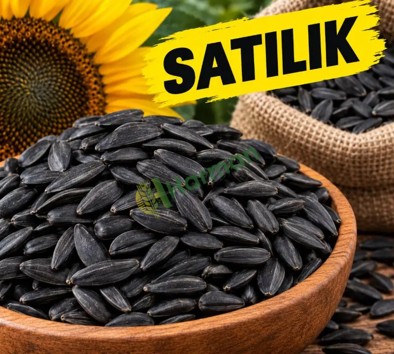 Ukrayna'dan ayçiçeği satıyorum