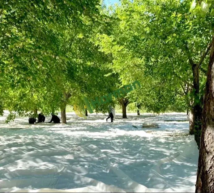 Dut (Kara) hal fiyatı