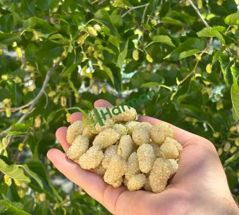 ULUKALE DUTU