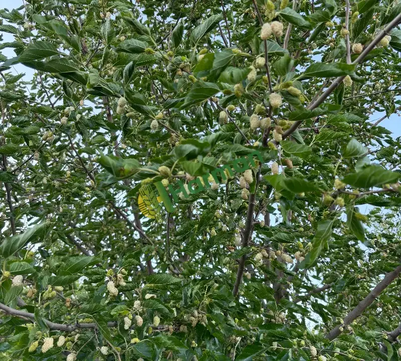ULUKALE DUTU