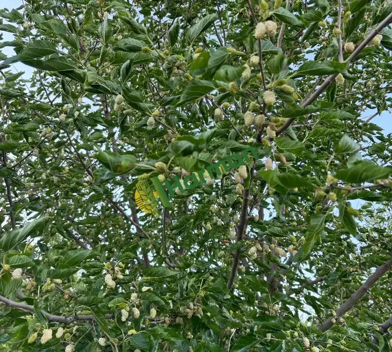 ULUKALE DUTU