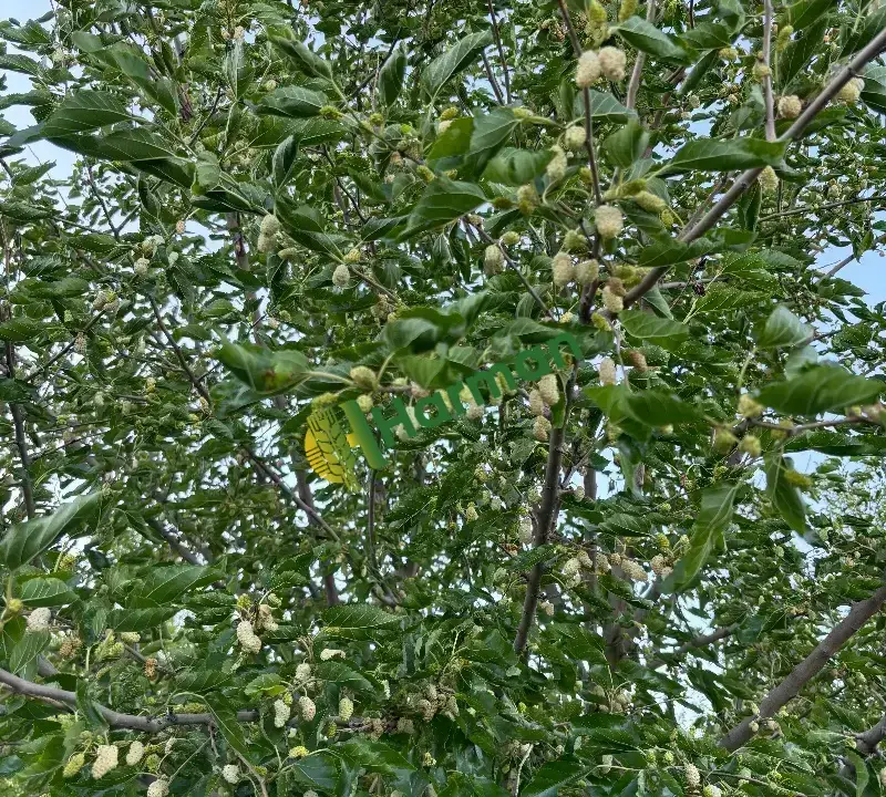 ULUKALE DUTU