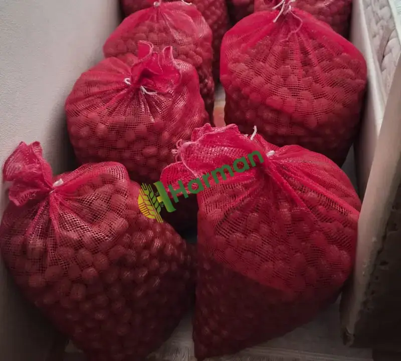 Üreticiden 1, 5 Ton Chandler Kabuklu Ceviz – Bilecik - Gölpazarı - Karacalar Köyü - 2