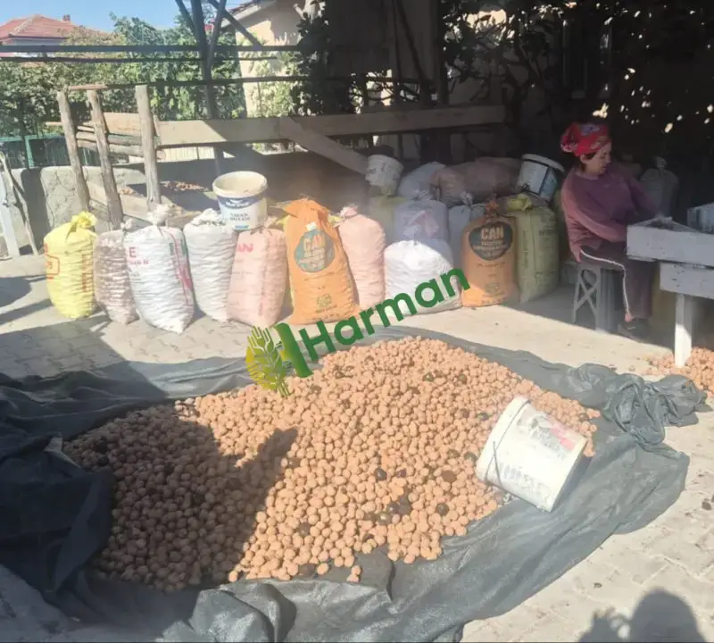 Üreticiden 1, 5 Ton Chandler Kabuklu Ceviz – Bilecik - Gölpazarı - Karacalar Köyü - 3