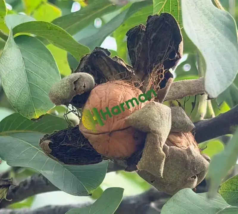 Üreticiden 1,5 Ton Chandler Kabuklu Ceviz – Bilecik/Gölpazarı/Karacalar köyü