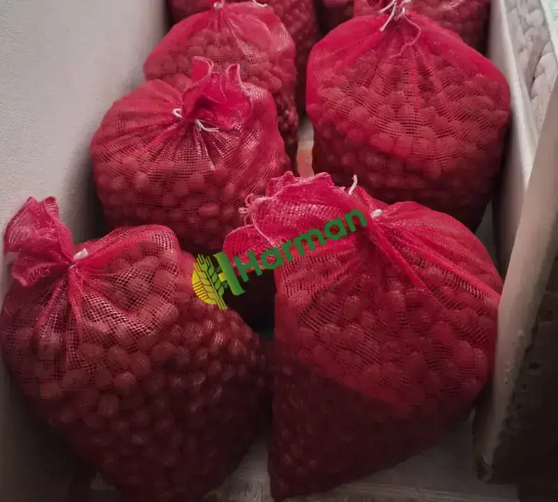 Üreticiden 1,5 Ton Chandler Kabuklu Ceviz – Bilecik/Gölpazarı/Karacalar köyü