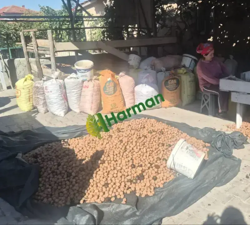 Üreticiden 1,5 Ton Chandler Kabuklu Ceviz – Bilecik/Gölpazarı/Karacalar köyü