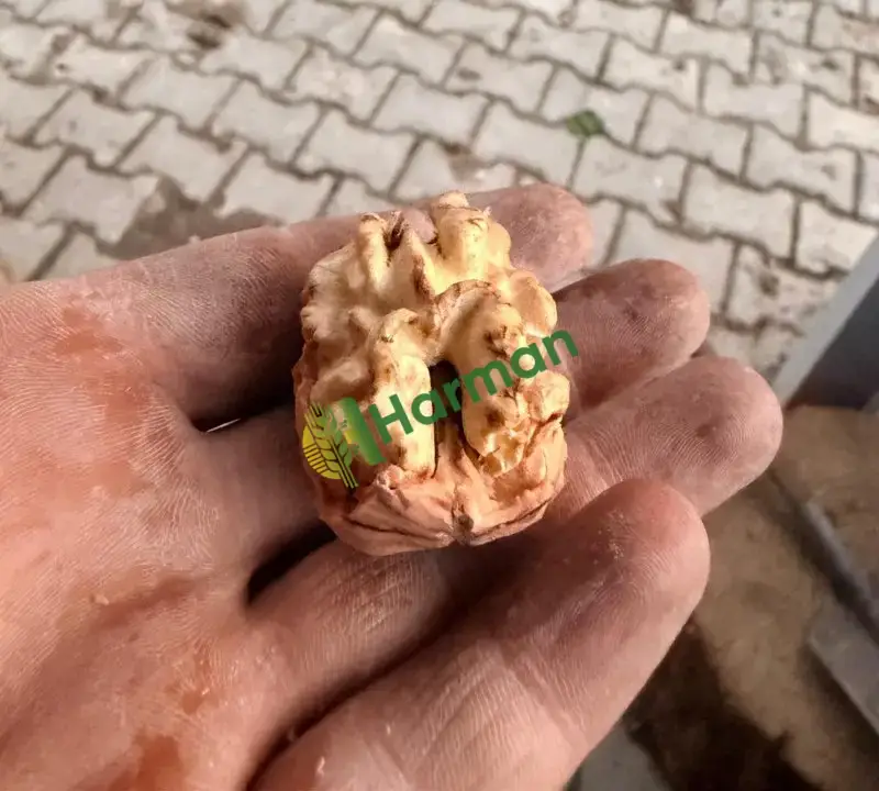 Üreticiden 1,5 Ton Chandler Kabuklu Ceviz – Bilecik/Gölpazarı/Karacalar köyü