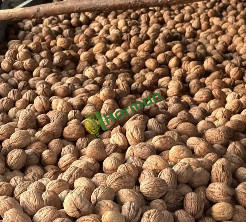 Üreticiden 1,5 Ton Chandler Kabuklu Ceviz – Bilecik/Gölpazarı/Karacalar köyü
