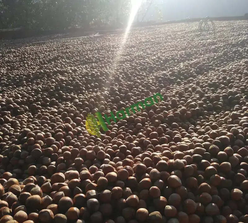 Üreticiden Giresun Fındığı