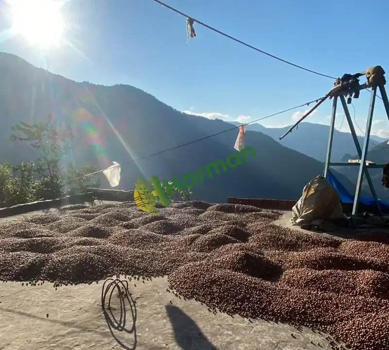 Üreticiden Giresun Fındığı