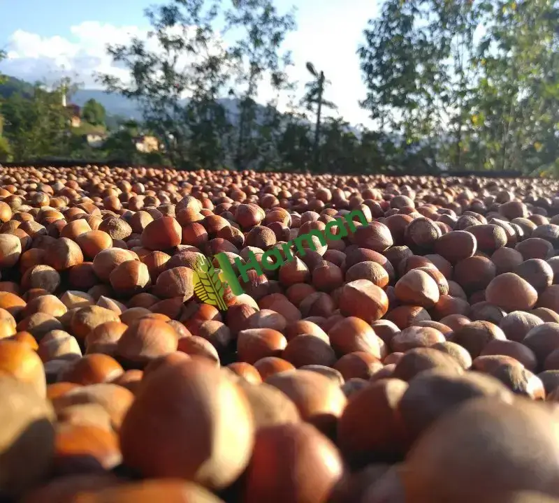 Üreticiden Giresun Fındığı