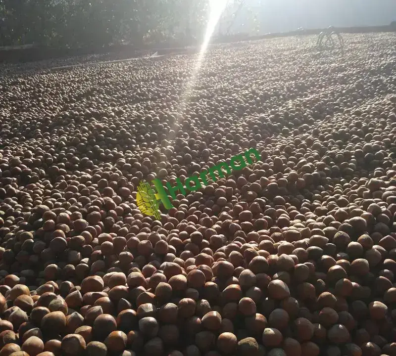 Üreticiden Giresun Fındığı