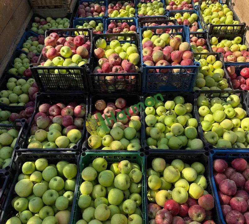 Üreticiden satılık elma