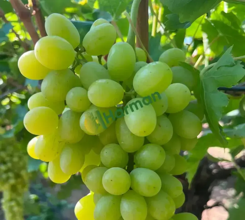 ÜRETİCİDEN SATILIK SULTANİYE ÜZÜM