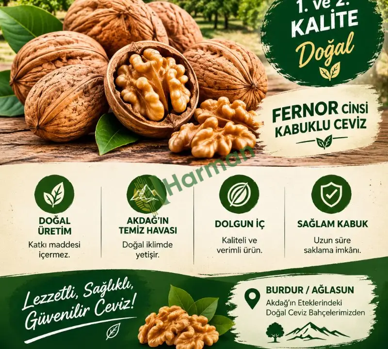 ÜRETİCİDEN TAZE FERNOR CİNSİ CEVİZ