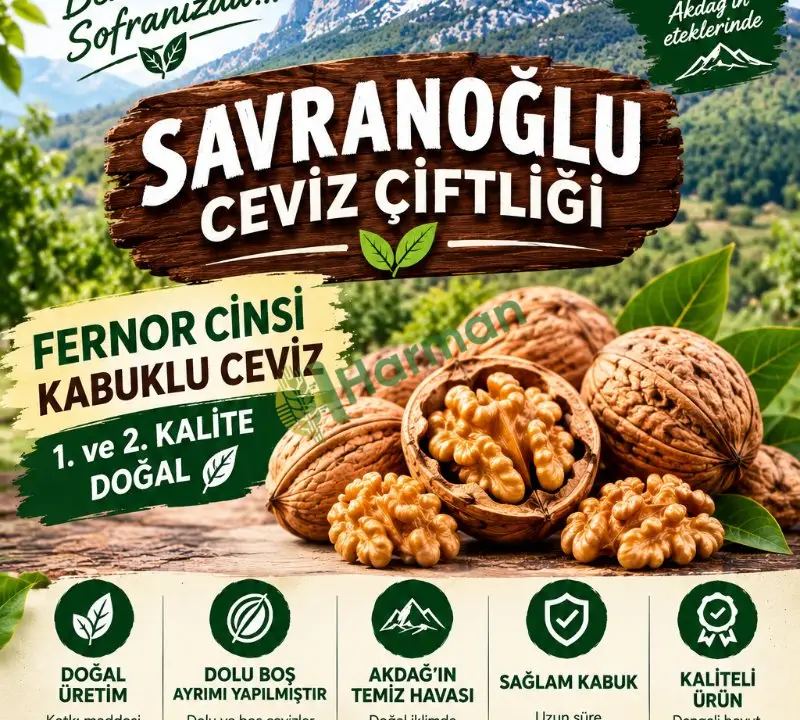 ÜRETİCİDEN TAZE FERNOR CİNSİ CEVİZ