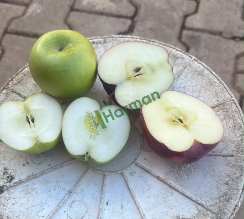 Üreticiden Toptan Elma – Granny Smith & Kırmızı – 20 Ton – Elbistan - 2