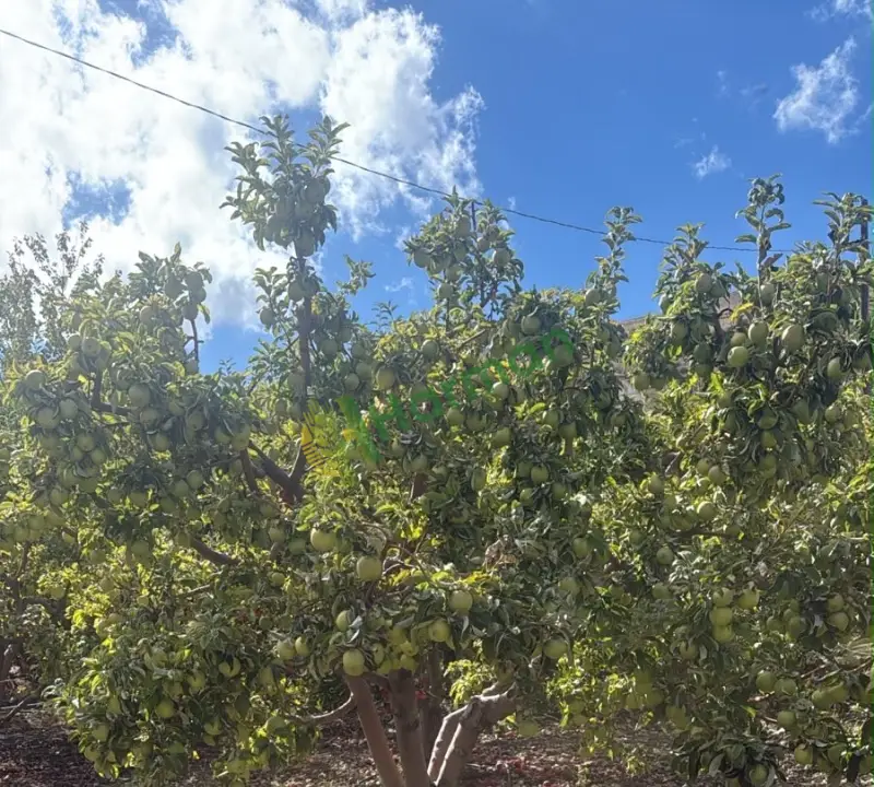Üreticiden Toptan Elma – Granny Smith & Kırmızı – 20 Ton – Elbistan - 3