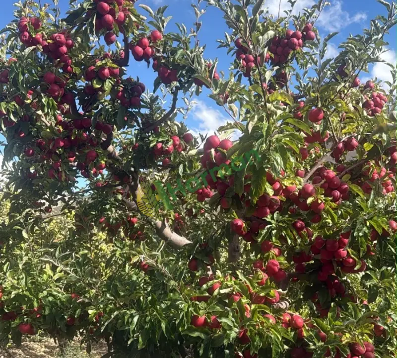 Üreticiden Toptan Elma – Granny Smith & Kırmızı – 20 Ton – Elbistan - 4