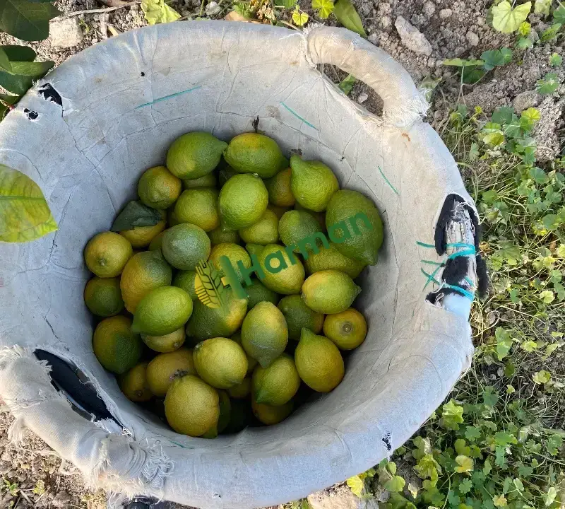 Limon